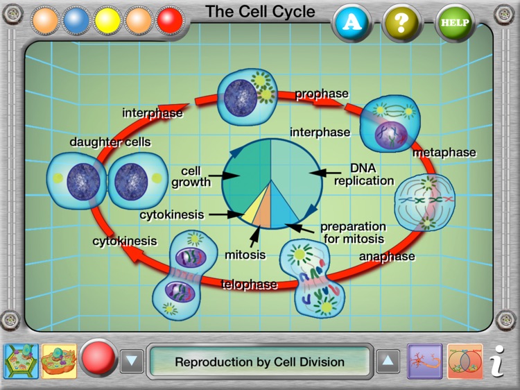 Plant and Animal Cells screenshot-2