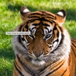 animal button for baby