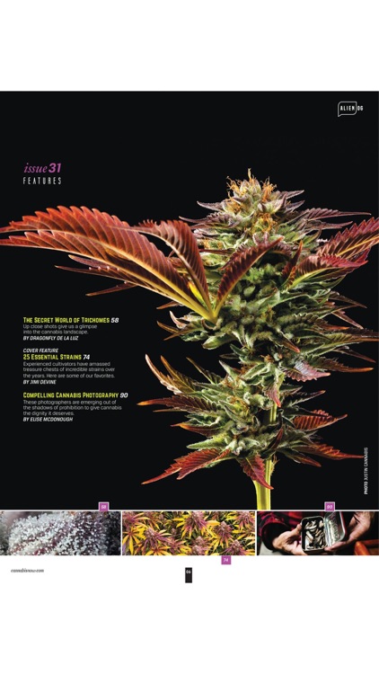 Cannabis Now