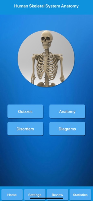 Skeletal System Anatomy