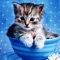 Cat Wallpapers is a free app that has a large collection of HD wallpapers and a home screen backgrounds