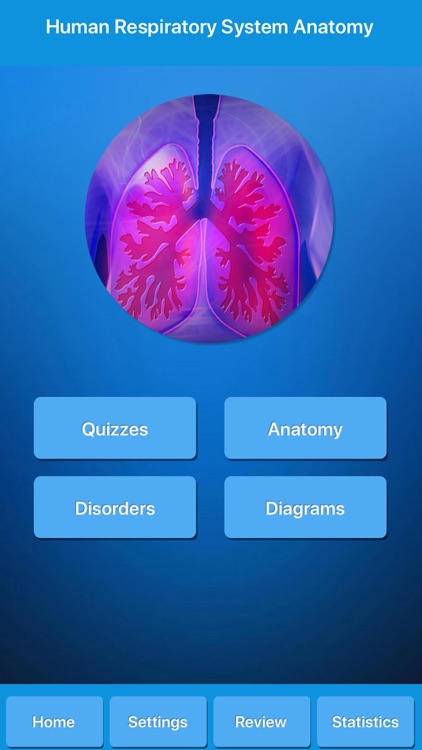 Respiratory System Anatomy