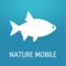 The ultimate FIELD GUIDE to FISH of the Central European inland waters and the North Sea and Baltic Sea, all in the palm of your hand