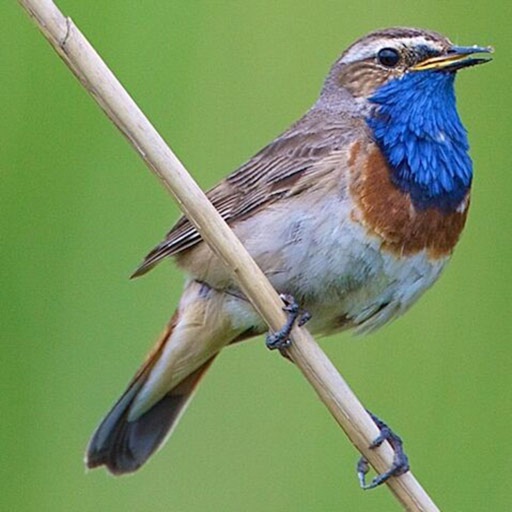UK Birds Sounds Pro Download