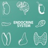 Endocrine System Quizzes