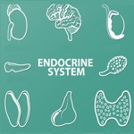 Endocrine System Biology Quiz