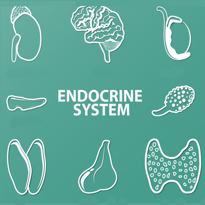 Endocrine System Quizzes