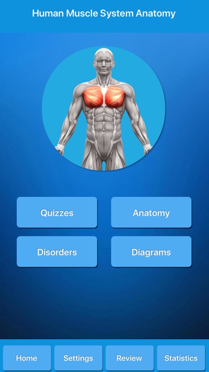 Muscle System Anatomy