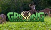 GrowingDeer