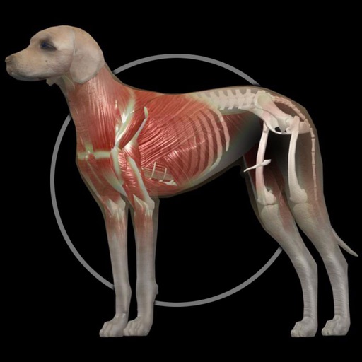 Dog Anatomy: Canine 3D Icon