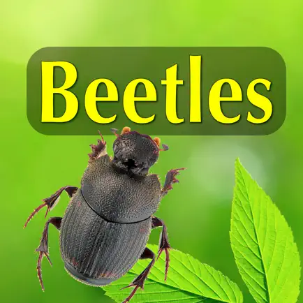 North American Beetles Cheats