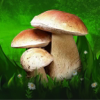 no app image