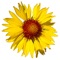 High Country Apps is proud to team up with the Yellowstone Forever (www