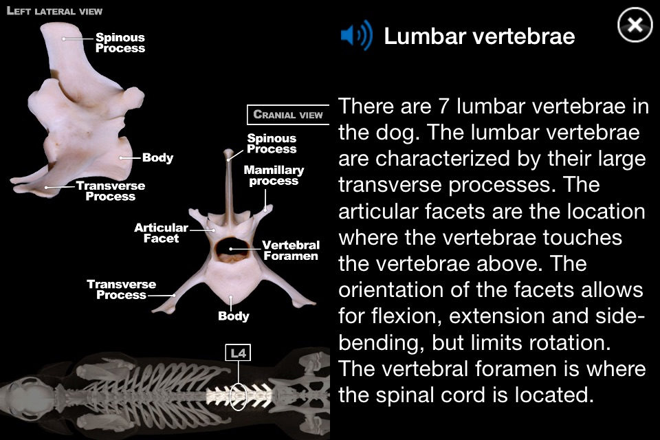 Dog Anatomy: Canine 3D screenshot 4