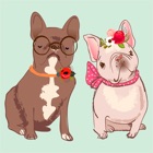 Pug French bulldog & Dachshund