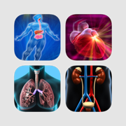 Human Body Quiz Bundle