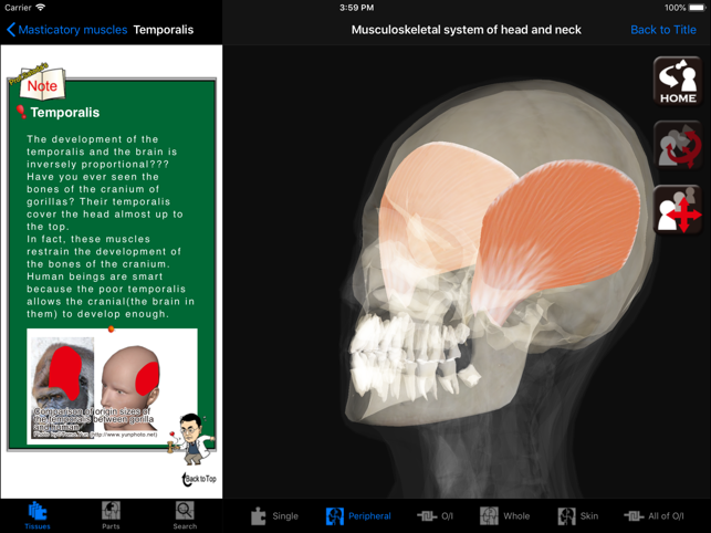 DS ANATOMY HEAD & NECK(圖4)-速報App