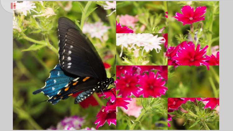 Tile Puzzle Butterflies screenshot-3