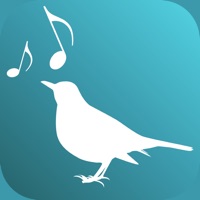 Contacter Amsel - Build up your Voice