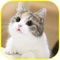 • Cute wallpapers and pictures for cats 