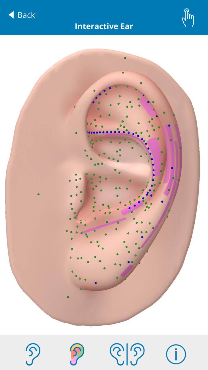 Auriculo 360 - The Living Ear