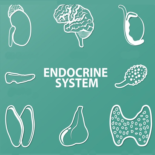 Endocrine System Quizzes