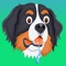 Do you have a Bernese Mountain Dog