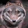 Wolf Quotes - daily wisdom