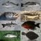 Search and filter on various fish features to help identify common types of fish caught when you are out fishing