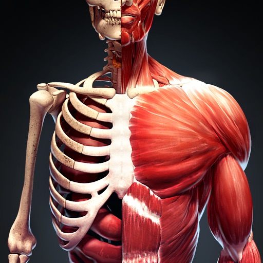 Human Body Atlas: 3D Medical Icon