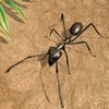 Ant Survival 3D