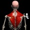 ANATOMY app by Muscle & Motion