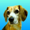 Beagle Dog Life
