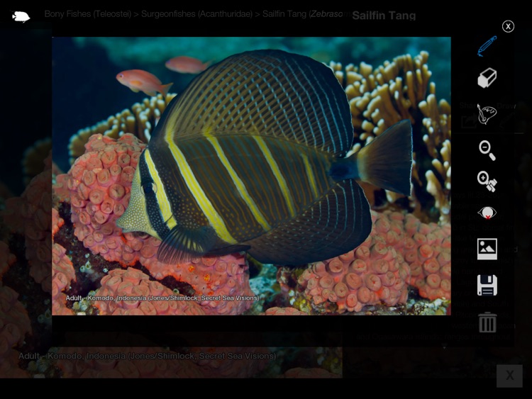 Reef Fishes of East Indies V3 screenshot-4