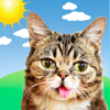 Lil BUB Cat Weather Report - Weather Creative Inc.