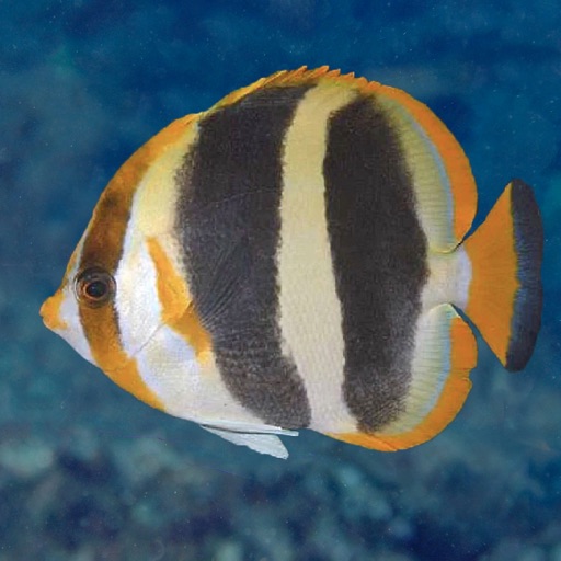 Lord Howe Fish ID icon