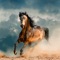 Icon Horse Wallpapers & Backgrounds