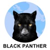 ZY BLACK PANTHER