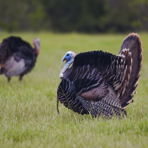 Turkey HenTom Hunting Calls by Purr Apps