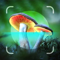 Mushroom Identifier ‣