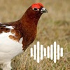 Hunting Calls: Ptarmigan