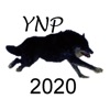 Yellowstone Wolves 2020