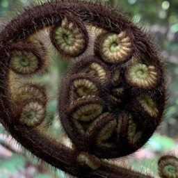 Te Pūkenga Atawhai