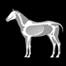 Get 3D Horse Anatomy Software for iOS, iPhone, iPad Aso Report