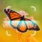 Are you looking for a professional butterfly identification app