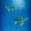 奇妙小海龟-养一只可爱的小海龟