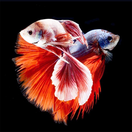 Free download Funny Fish Free Download Wallpapers for Phone 750x1334 for  your Desktop Mobile  Tablet  Explore 17 Funny Fish Wallpapers  Fish  Wallpaper Fish Background Fish Wallpapers