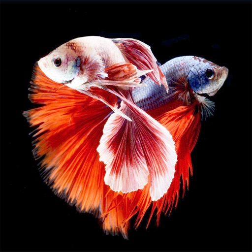 Betta Fish Wallpapers HD !