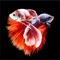 Do you want Betta Fish image to appear on your phone wallpaper