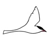 Arctic Tern: Meet Travelers